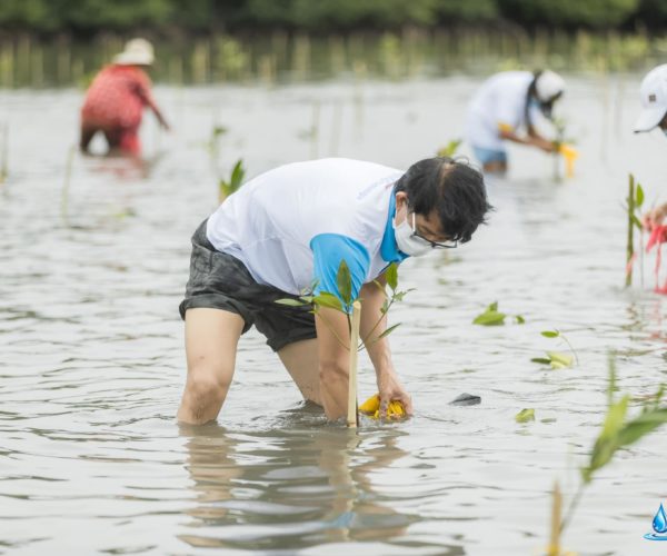 Vital, International Mangrove Conservation Day 2021