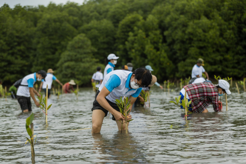 Vital planting 1,000 mangrove trees for the second time in Prek Tnaot Community, Kampot